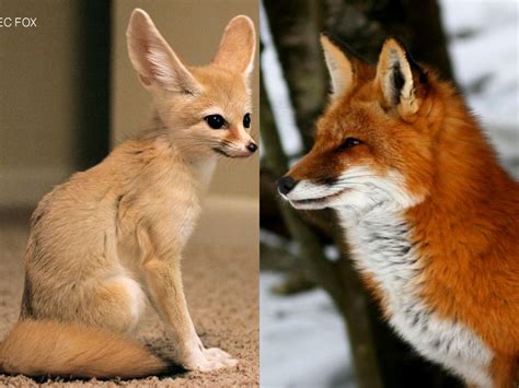 fennec fox pet legal states|fox owning license wyoming.